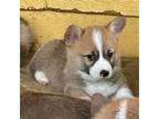 Pembroke Welsh Corgi Puppy for sale in Grass Valley, CA, USA