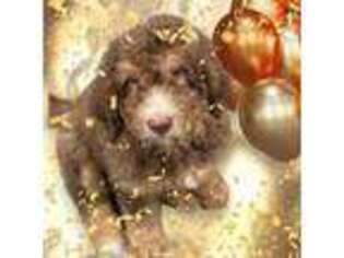 Saint Bernard Puppy for sale in Traverse City, MI, USA