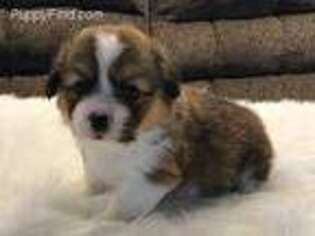 Pembroke Welsh Corgi Puppy for sale in Maryville, MO, USA