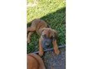 Rhodesian Ridgeback Puppy for sale in Childersburg, AL, USA