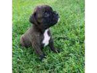 Boxer Puppy for sale in Middlebury, IN, USA