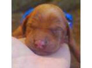 Vizsla Puppy for sale in Van Buren, AR, USA