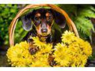 Dachshund Puppy for sale in Sacramento, CA, USA