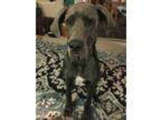 Great Dane Puppy for sale in Minier, IL, USA