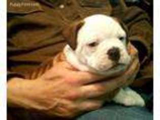 Olde English Bulldogge Puppy for sale in Warrior, AL, USA
