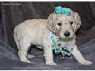 Goldendoodle Puppy for sale in Orange, TX, USA