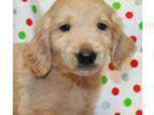 Golden Retriever Puppy for sale in Camdenton, MO, USA