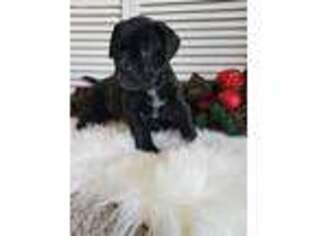 Bullmastiff Puppy for sale in Dyke, VA, USA