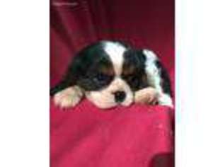 Cavalier King Charles Spaniel Puppy for sale in Cazenovia, NY, USA