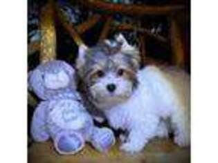 Yorkshire Terrier Puppy for sale in Asheville, NC, USA