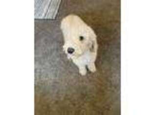 Goldendoodle Puppy for sale in Belen, NM, USA