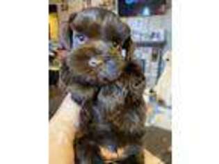 Mutt Puppy for sale in Elk City, OK, USA