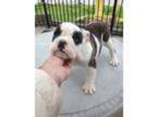 Olde English Bulldogge Puppy for sale in Minooka, IL, USA
