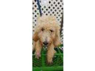 Labradoodle Puppy for sale in Gladewater, TX, USA