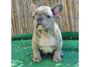 French Bulldog Puppy for sale in Phillipsburg, NJ, USA