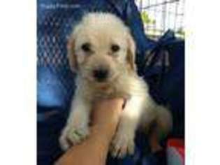 Labradoodle Puppy for sale in Stockton, MO, USA