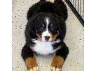 Bernese Mountain Dog Puppy for sale in Kandiyohi, MN, USA