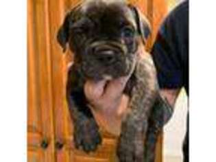 Olde English Bulldogge Puppy for sale in West Islip, NY, USA