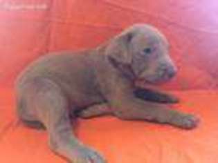 Weimaraner Puppy for sale in Mc Clure, PA, USA