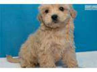 Mal-Shi Puppy for sale in Edinburg, TX, USA