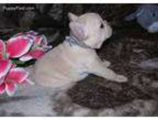 French Bulldog Puppy for sale in Granby, MO, USA
