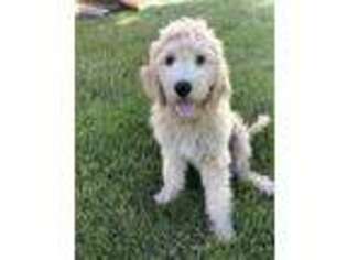 Goldendoodle Puppy for sale in Mattoon, IL, USA