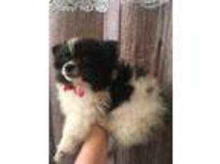 Pomeranian Puppy for sale in Avoca, MI, USA