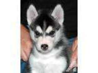 Siberian Husky Puppy for sale in ISSAQUAH, WA, USA