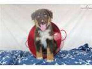 Australian Shepherd Puppy for sale in Fort Worth, TX, USA