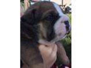 Olde English Bulldogge Puppy for sale in West Chester, OH, USA