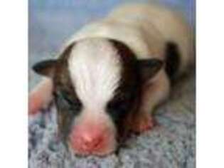 Jack Russell Terrier Puppy for sale in Riverside, CA, USA