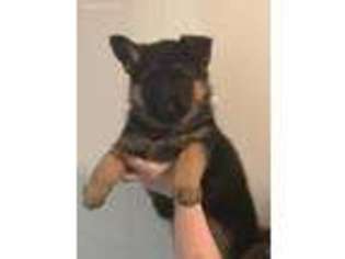 German Shepherd Dog Puppy for sale in Onaway, MI, USA