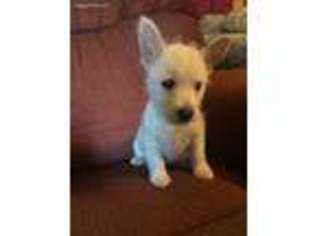 West Highland White Terrier Puppy for sale in Nathalie, VA, USA