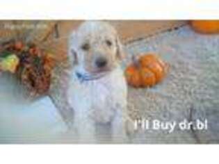 Mutt Puppy for sale in Delta, UT, USA