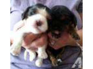 Cavalier King Charles Spaniel Puppy for sale in MADISON, WI, USA
