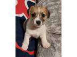 Jack Russell Terrier Puppy for sale in Saugus, MA, USA