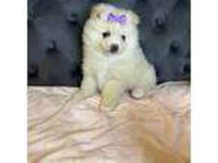 Pomeranian Puppy for sale in Chula Vista, CA, USA