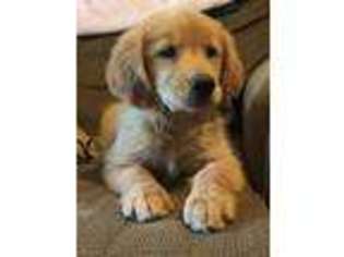 Golden Retriever Puppy for sale in Demopolis, AL, USA