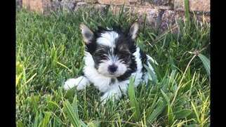 Mutt Puppy for sale in North Las Vegas, NV, USA