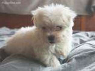Maltese Puppy for sale in Fresno, CA, USA