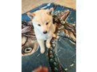 Shiba Inu Puppy for sale in Burleson, TX, USA