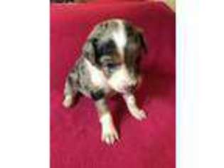 Australian Shepherd Puppy for sale in Tualatin, OR, USA