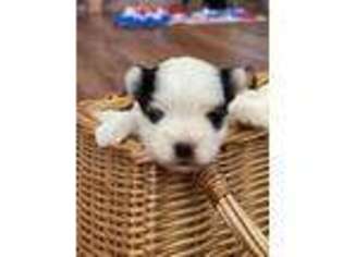 Mutt Puppy for sale in Roseville, CA, USA