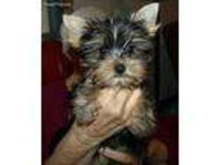 Yorkshire Terrier Puppy for sale in Bosworth, MO, USA