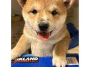 Shiba Inu Puppy for sale in Apple Valley, CA, USA