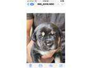 Cane Corso Puppy for sale in Shallotte, NC, USA