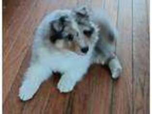 Shetland Sheepdog Puppy for sale in Warne, NC, USA