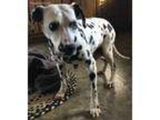Dalmatian Puppy for sale in New Haven, IN, USA
