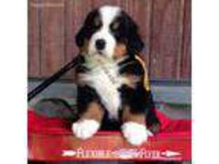 Bernese Mountain Dog Puppy for sale in Greene, NY, USA