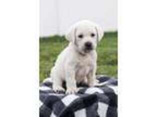 Labrador Retriever Puppy for sale in Spanish Fork, UT, USA